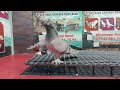 canli guvercin mezati pigeonauction livebrocast.