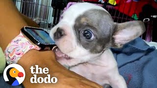 1-Pound Puppy Is An Absolute Terror — Until He Meets This Girl | The Dodo Little But Fierce