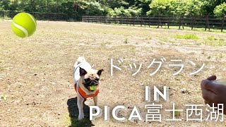 ドッグランでボール遊び パグ Dog's park pug