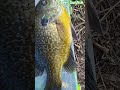 Giant green Sunfish, look at the size of it. #fish #angler #panfish #bass