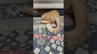 いたずらして飼い主に怒られた猫