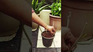 Easiest method to propagate mulberry plant from cuttings #shots