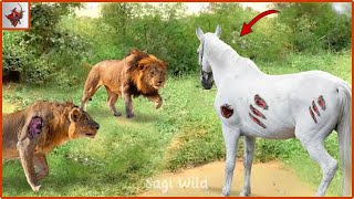 Survival in the Wild: The Untold Story of Horses vs Lions