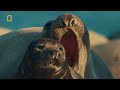 Channel Islands | America's National Parks | Volledige aflevering | Nat Geo