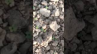 Canola sowing process and germination