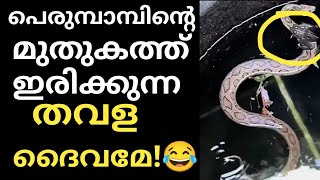 😂😳എന്റെ ദൈവമേ..ഇതൊക്കെ ഇങ്ങനെ സാധിക്കുന്നു എന്റെ പൊന്നോ 😳ഇത്രയും ധൈര്യം ഞാൻ വേറെ ആരിലും കണ്ടിട്ടില്ല