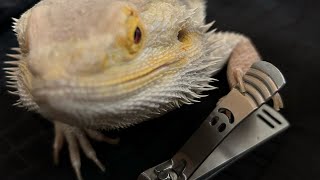 🦎🩵爪切り\u0026脱皮nail clipping and  molting 【サンちゃんsun】ご視聴頂きありがとうございますthank you 🩵for watching