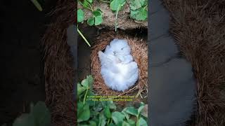 The little rabbit was sleeping soundly in its nest#rabbit #pets #kitten #shorts