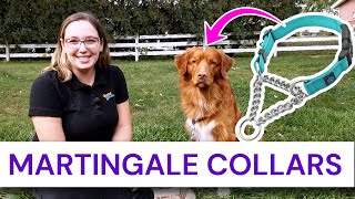 How to Use a Martingale Collar on Your Dog: Are they cruel and do they hurt?