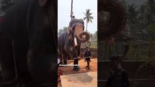 ആമ്പാടി ബാലൻ 🐘അഞ്ചൽ പൂരം 2023🔥ടീം ന്യൂ ബ്രദേഴ്സ് കടവറം 🔥