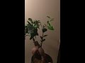 introducing my house plants