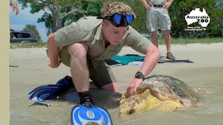 Robert Irwin on an epic turtle release | Irwin Family Adventures