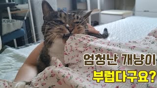 상위1%로 모시는 우리집 개냥이