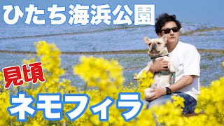 【絶景】ほぼ満開！ひたち海浜公園のネモフィラに愛犬のフレブルがうっとり❤︎フレンチブルドッグのルーク【Luke VLOG #89】