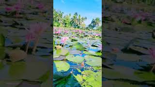 MALARIKKAL WATERLILY VIEW | #shorts