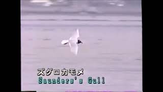 諫早湾の鳥（２）次はキツネの鳴き声（7種）https://youtu.be/biHxyWtFHg8