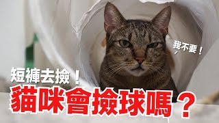 貓咪會跟狗狗一樣撿球嗎？短褲曾經會！真的！【好味貓日常】EP53