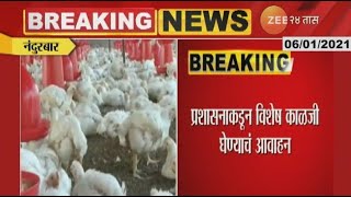 Nandurbar | Poultary Hub In Fear Of Bird Flu