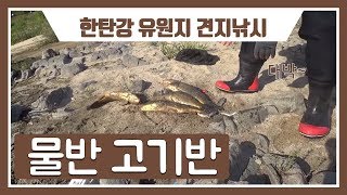 한탄강 유원지 견지낚시 조황대박~(Gyeonji fishing)