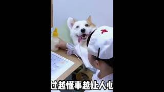 柯基犬大饼，靠“会装病”涨粉百万，还每天主动配合小主人演戏 #012