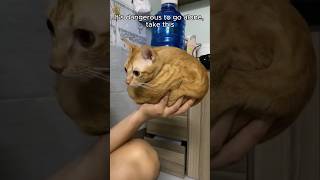 Funny animal videos I found on Instagram and Tiktok #shorts #funnyanimals #cat #funnypets #funny