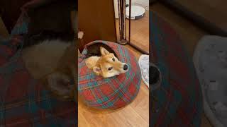 入りかた間違ってないか？柴犬むぎ #柴犬 #shibainu #犬 #shorts