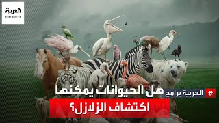 هل شعرت هذه الكائنات بزلزال تركيا وسوريا؟