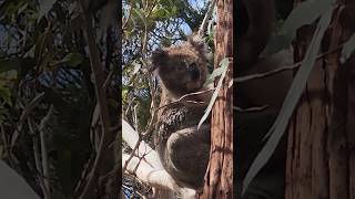 Check this out in the tree ,what do we have here? #nature #natureshorts #naturelovers #koala #like