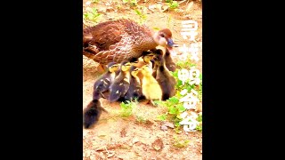 野鸭爱上家鸭，鸭宝宝刚出生，野鸭媳妇就急着要带走孩子 野鸭爱上家鸭，鸭宝宝刚出生，野鸭媳妇就急着要带走孩子