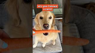 if you give a dog a carrot… #dogsnacks #carrots