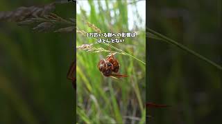 Honeybees being attacked by Japanese yellow hornets! Why don't you help them? I'm a weekend beeke...