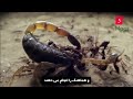 مورچه های آدم خوار شکارچیان مخوف و بی رحم ant attack