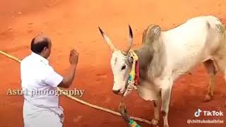 Jallikattu /Jallikattu kalai /veeratamilan /Jallikattu edited video /Jallikattu whatsapp status