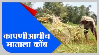 Sindhudurg | सततच्या पावसामुळे शेतात पाणी साचून भात कुजलं-TV9