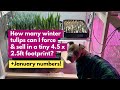 How many winter tulips can I force & sell in a tiny 4.5 x 2.5ft footprint? + January numbers!