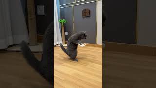 猫咪好搞笑 #搞笑 #funnyvideo #抖音 #猫咪的迷惑行为 #catvideos