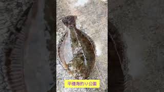 投げ釣りでまだまだカレイ釣れる！！　fishingmax垂水店