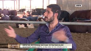 HAYVANCILIĞA SEKTÖREL BAKIŞ URFADA BÜYÜKBAŞ HAYVAN YETİŞTİRİCİLİĞİ | 2.BÖLÜM