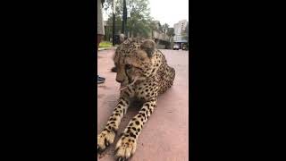 March 18: Cheetah Walk