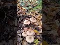 Осінні спогади 🍄🌲🍄🌲🍄🌲@Горянка 18 січня 2025р. nature природа mushroom гриби