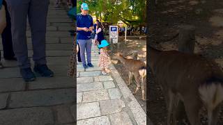 外国人観光客の子供たちが鹿と遊ぶ🦌🦌♥️#narajapan #naradeerpark #narapark #deerpark #deer #zoo #zoo