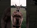 The violent reality of kangaroos. Viewer discretion advised.