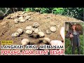 How to Plant Porang to Grow Big and Fertile