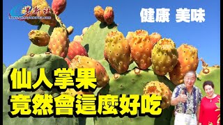 Eating cactus fruit like this, healthy and fun