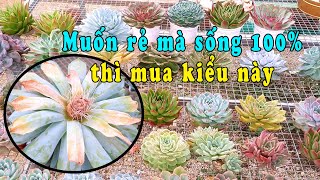 MUỐN RẺ MÀ SỐNG CHẮC THÌ MUA HÀNG SEN ĐÁ ĐÃ THUẦN NÓNG RA RỄ MỚI