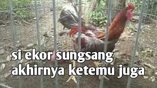 bulu ekor terbalik istimewa bos@duniapopoen686