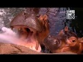 Baby Hippo Fiona's Care Team Q&A with Visitors (Fiona Show S3 Ep 5) Cincinnati Zoo