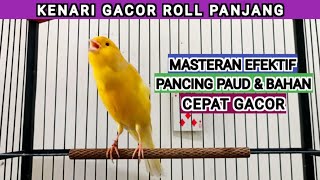 suara burung kenari gacor untuk pancingan kenari malas bunyi [249] canary singing