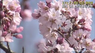 早咲きの桜が開花　宮城・白石市の常林寺　宮城県各地で気温が上がる