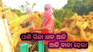 ll ଭିଜା ପାଣି ଧାନ ଆଜି କେମିତି ବାଡା ହେଲା ll